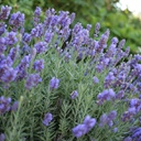 [1LAVAPHE01] Lavandula phenomenal (intermedia)