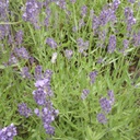 [1LAVASUB01] Lavandula super blue (angostifolia)