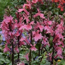 [1LOBSTDR01] Lobelia starship deep rose