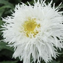 [1LEUSAGL01] Leucanthemum aglaia (superbum)