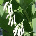 [1POLYTMU02] Polygonatum multiflorum