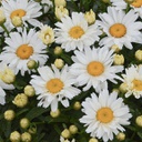 [1LEUCRPU01] Leucanthemum cream puff