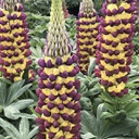 [1LUPMALI02] Lupinus manhattan lighs