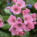 [1PULPRPI01] Pulmonaria pretty in pink