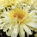 [1LEURECH01] Leucanthemum real charmer