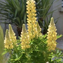 [1LUPMGYE01] Lupin mini gallery yellow