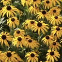 [1RUDAMGR02] Rudbeckia american gold rush