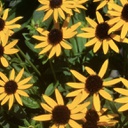 [1RUDLIGO01] Rudbeckia little goldstar