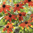 [1RUDPRAG02] Rudbeckia prairie glow (triloba)