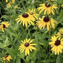 [1RUDVSUZ02] Rudbeckia viettes little suzy