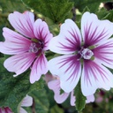 [1MALSZEB02] Malva zebrina (sylvestris)