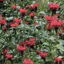 [1MONJCLI02] Monarda jacob cline