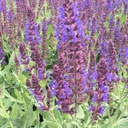 [1SALVIRI02] Salvia violet riot