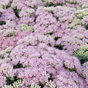 [1SEDSEBR02] sedum brillant (spectabilis)