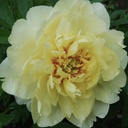 [1PAEBART02] Paeonia bartzella (itoh)