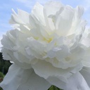 [1PAEDUCH02] Paeonia duchesse de nemours (lactiflora)