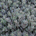 [1SEDDABY01] Sedum dazzleberry