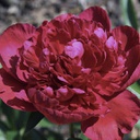 [1PAEINSP02] Paeonia inspecteur lavergne