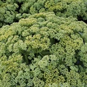 [1SEDLEJA02] Sedum lemonjade