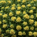 [1SEDLIMS01] Sedum little miss sunshine