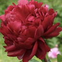 [1PAEPETE02] Paeonia peter brand (lanctiflora)