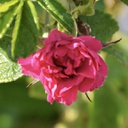 Rosa JF grootendorst