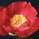 [1PAESCAO02] Paeonia scarlet ohara (lanctiflora)