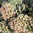 [1SEDSATH01] Sedum spathulis