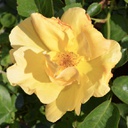 Rosa Bill Reid