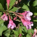 Weigela florida sonic bloom pink