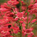 [1PENREDO01] Penstemon red riding hood.jpg