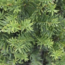 Taxus cuspida capitata