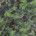 Taxus hicksii (media)