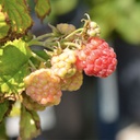 Framboise shortcake