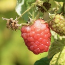 Framboise nova