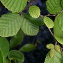 Alnus rugosa