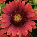 [1GAILMRE01] Gaillardia mesa red