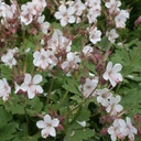 [1GERSPES01] Geranium spessart (macro)