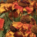 [1HELEMAR02] Helenium mardi gras