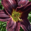 [1HEMBEST02] Hemerocallis best beau