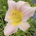 [1HEMCATH02] Hemerocallis catherine woodberry