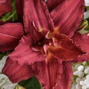 [1HEMDOPM01] Hemerocallis double pardon me