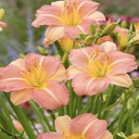 [1HEMEVPC01] Hemerocallis everydalily pink cream