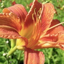 [1HEMFULV02] Hemerocallis fulva