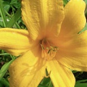 [1HEMGOLD02] Hemerocallis golden gate