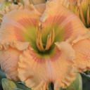 [1HEMORSM01] Hemerocallis orange smoothie