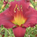 [1HEMSTER01] Hemerocallis stella in red