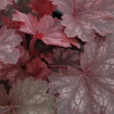 [1HEUCHEY01] Heuchera cherry cola