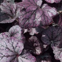 [1HEUGRAE01] Heuchera grape expectation