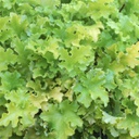 [1HEULIMM01] Heuchera lime marmalade